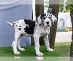 Small Photo #185 Great Dane Puppy For Sale in WAKARUSA, IN, USA