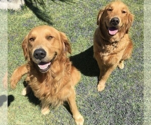 Mother of the Golden Retriever puppies born on 06/10/2026