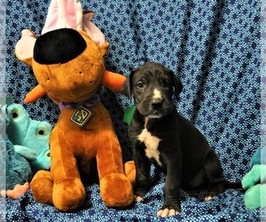 Great Dane Puppy for sale in BANGOR, WI, USA