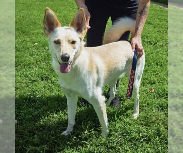 Medium Photo #4 Basenji-Unknown Mix Puppy For Sale in Huntley, IL, USA