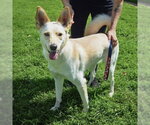 Small #3 Basenji Mix