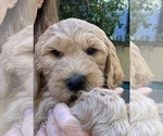 Small Photo #15 Goldendoodle Puppy For Sale in CASTRO VALLEY, CA, USA