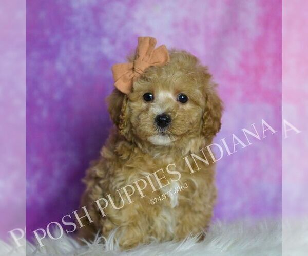 Medium Photo #61 Maltipoo (Miniature) Puppy For Sale in WARSAW, IN, USA