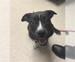 Small Boxer Mix