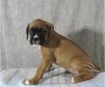 Puppy Blondie Boxer