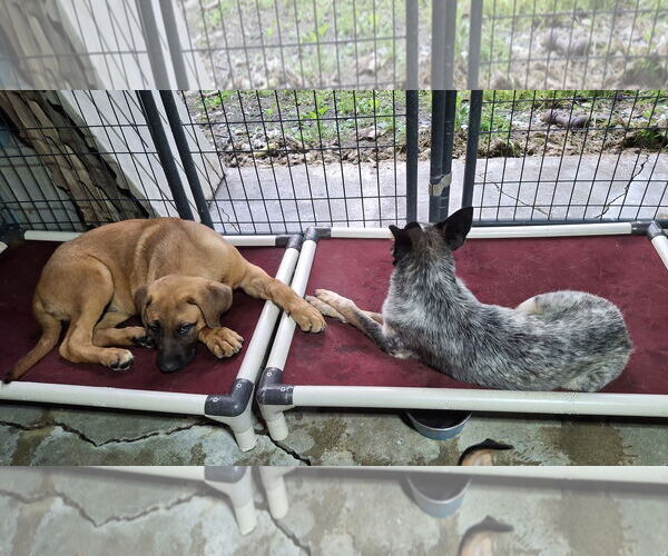 Medium Photo #12 Mutt Puppy For Sale in Sebec, ME, USA