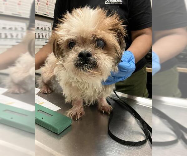Medium Photo #1 Shih Tzu Puppy For Sale in Long Beach, CA, USA