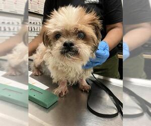 Shih Tzu Dogs for adoption in Long Beach, CA, USA