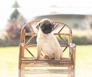 Pug Puppy for Sale in WARSAW, Indiana USA