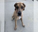 Small #3 Great Dane