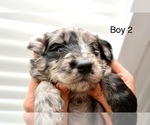 Small #7 Goldendoodle