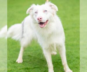 Border Collie Dogs for adoption in Camarillo, CA, USA
