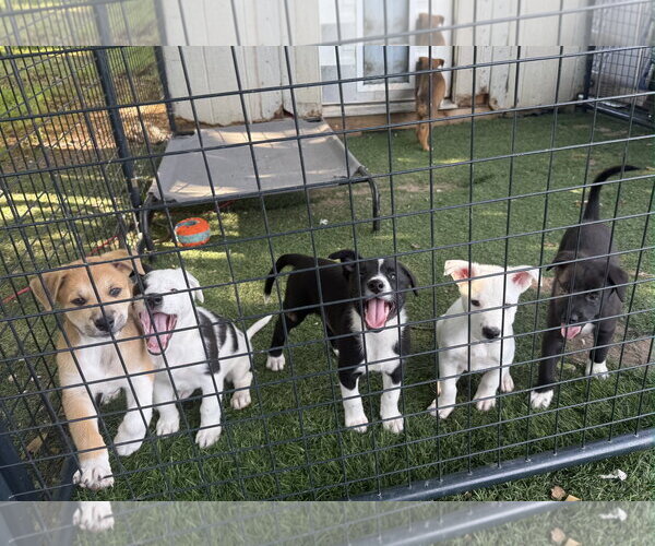 Medium Photo #4 Shollie Puppy For Sale in Sebec, ME, USA