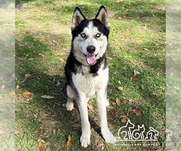 Medium Photo #1 Siberian Husky Puppy For Sale in Irvine, CA, USA