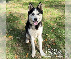 Siberian Husky Dogs for adoption in Irvine, CA, USA
