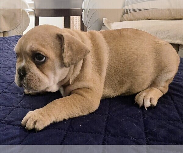 Medium Photo #64 French Bulldog Puppy For Sale in CHINO HILLS, CA, USA