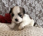 Small #2 Cavachon-Shih Tzu Mix