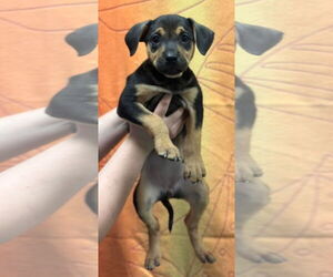 Plott Hound-Unknown Mix Dogs for adoption in Woodbury, NY, USA