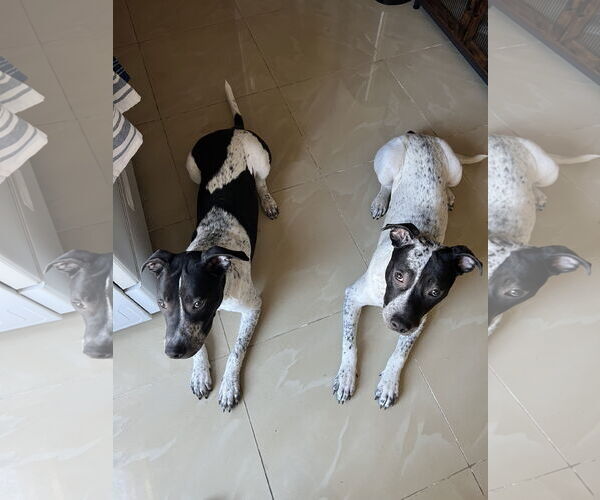 Medium Photo #12 American Pit Bull Terrier-Dalmatian Mix Puppy For Sale in Rockaway, NJ, USA