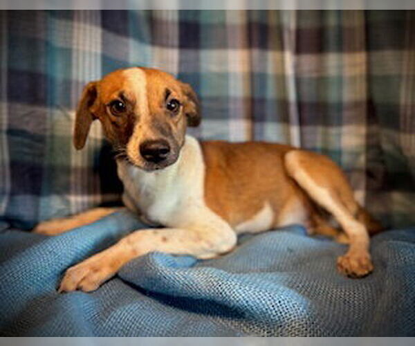 Medium Photo #3 Chihuahua-Unknown Mix Puppy For Sale in Pleasanton, TX, USA