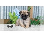 Small #38 Pug