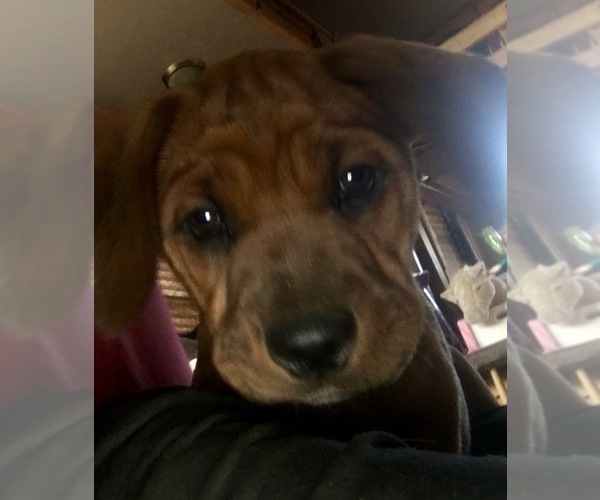 Medium Photo #2 America Bandogge Mastiff-Mastiff Mix Puppy For Sale in FORT GARLAND, CO, USA