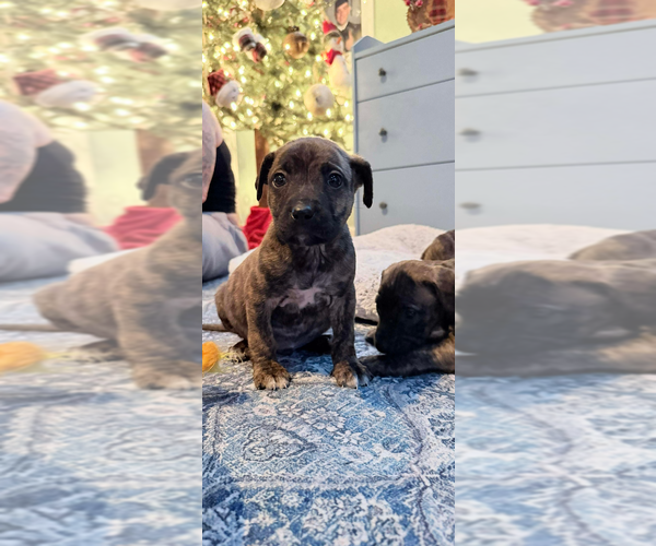 Medium Photo #1 American Staffordshire Terrier-Unknown Mix Puppy For Sale in Wenonah, NJ, USA