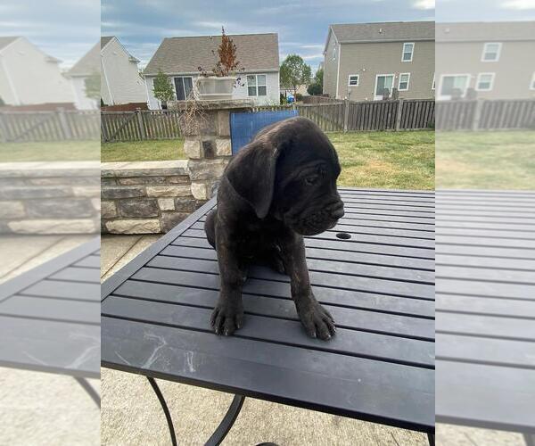 Medium Photo #3 Cane Corso Puppy For Sale in DELAWARE, OH, USA