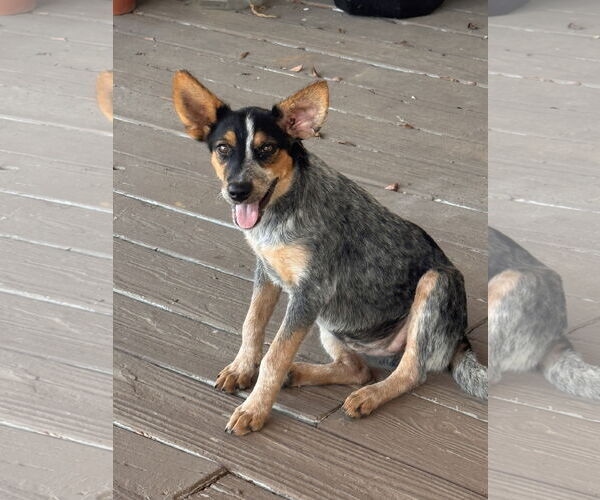 Medium Photo #1 Mutt Puppy For Sale in Mobile, AL, USA