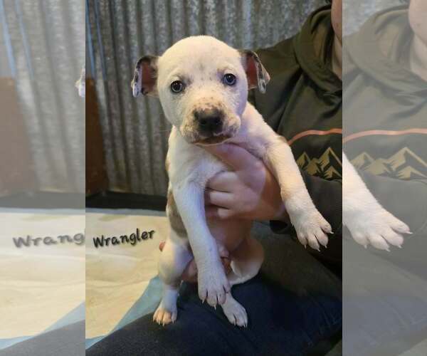 Medium Photo #6 Mountain Cur-Unknown Mix Puppy For Sale in Oakhurst, NJ, USA