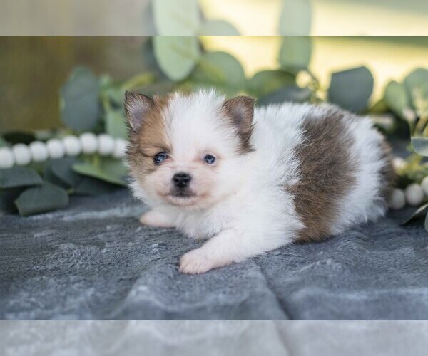 Medium Photo #3 Pomeranian Puppy For Sale in SHILOH, OH, USA