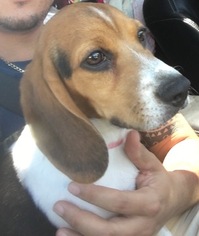Beagle Puppy for sale in ALBUQUERQUE, NM, USA