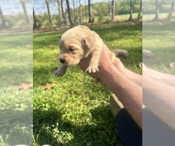 Medium Photo #29 Golden Retriever Puppy For Sale in CONCORD, VA, USA