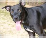 Small #1 Labrador Retriever