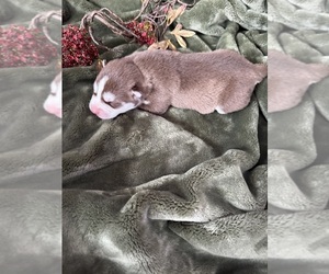 Medium Siberian Husky