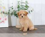 Small Photo #1 Maltese Puppy For Sale in BEL AIR, MD, USA