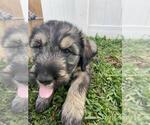 Small Photo #3 Schnauzer (Giant) Puppy For Sale in SAINT CLOUD, FL, USA