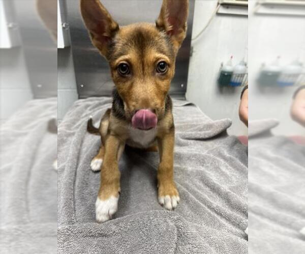 Medium Photo #1 Australian Kelpie-Unknown Mix Puppy For Sale in Woodland, CA, USA