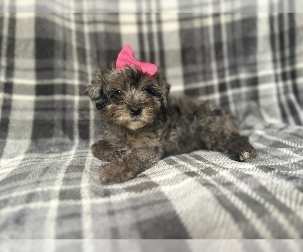Medium Photo #4 YorkiePoo Puppy For Sale in LAKELAND, FL, USA