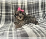Small #3 YorkiePoo
