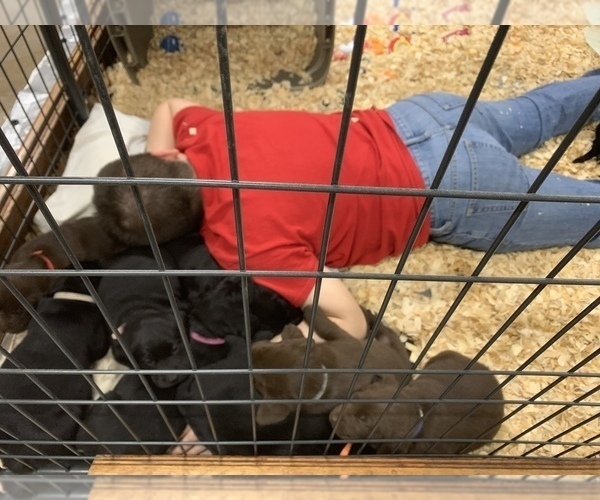 Medium Photo #3 Labrador Retriever Puppy For Sale in WOODBURN, IN, USA