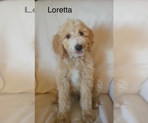 Goldendoodle Puppy for Sale in FULTON, Missouri USA