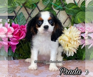 Cavalier King Charles Spaniel Puppy for Sale in MIAMI, Florida USA