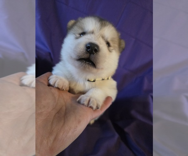Medium Photo #6 Alaskan Malamute Puppy For Sale in CRIVITZ, WI, USA