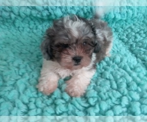 ShihPoo Puppy for Sale in LAUREL, Mississippi USA