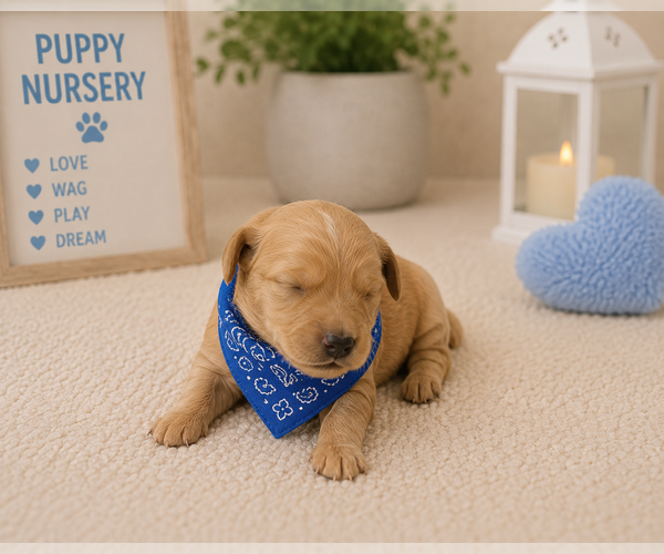 Medium Photo #6 Goldendoodle Puppy For Sale in AURORA, IL, USA