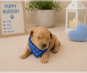 Medium Goldendoodle
