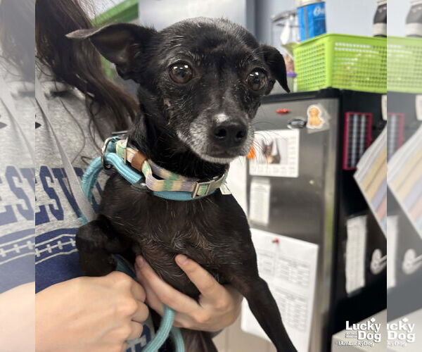 Medium Photo #3 Chihuahua-Unknown Mix Puppy For Sale in Washington, DC, USA