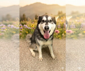 Siberian Husky Dogs for adoption in Martinsburg, WV, USA