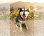 Small Siberian Husky